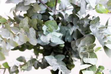 20 SILVER DROP EUCALYPTUS Gunnii Cider Gum Silver Blue Foliage Florist Tree Seeds